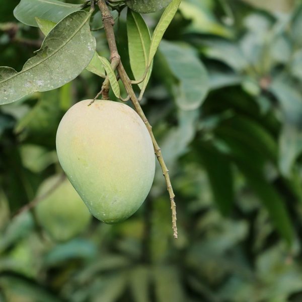 A green mango hanging on the tree