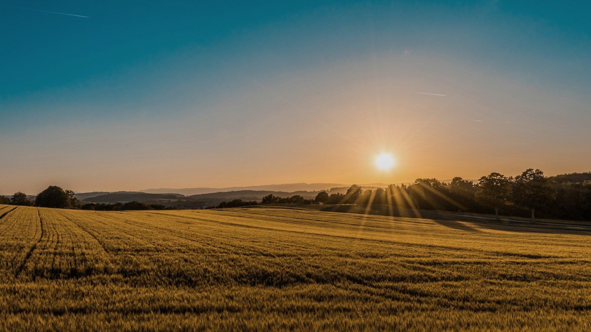 A wheat field at sunset under an open sky